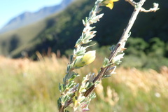 Aspalathus oblongifolia