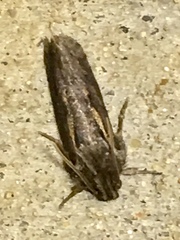 Acrolophus popeanella