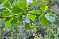 Terminalia amazonia