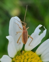 Stenodema holsata