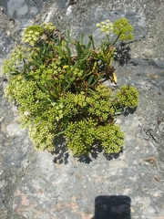 Crithmum maritimum