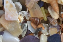 Cingula trifasciata