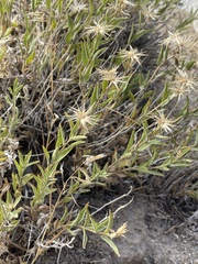 Silene parishii