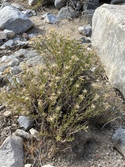 Silene parishii