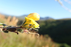 Aspalathus oblongifolia