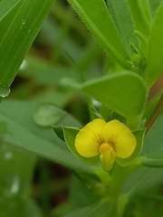 Polygala arvensis