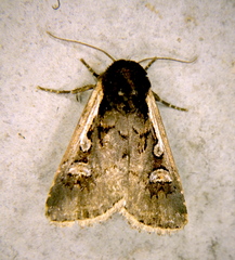 Dichagyris reliqua