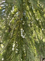 Taxodiomyia cupressi