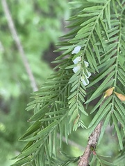 Taxodiomyia cupressi