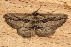 Ekboarmia atlanticaria
