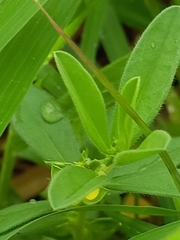 Polygala arvensis