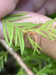 Taxodiomyia taxodii
