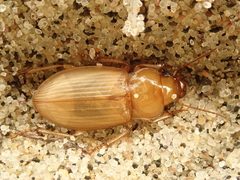 Harpalus flavescens