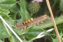 Orgyia antiqua