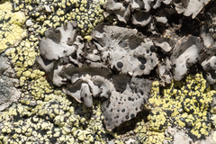 Umbilicaria crustulosa