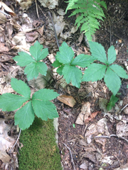 Sanicula marilandica