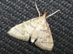 Metasia ophialis