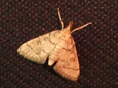 Metasia ophialis