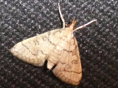 Metasia ophialis