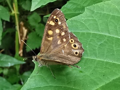 Pararge aegeria tircis