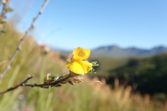 Aspalathus oblongifolia