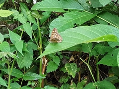 Pararge aegeria tircis