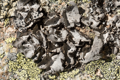 Umbilicaria crustulosa