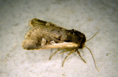 Dichagyris reliqua