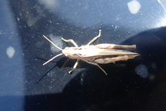 Glyptobothrus