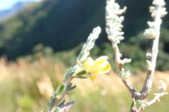 Aspalathus oblongifolia