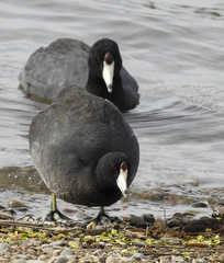 Fulica americana