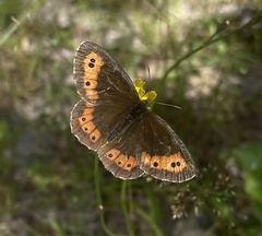 Erebia ligea