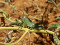 Anacridium aegyptium