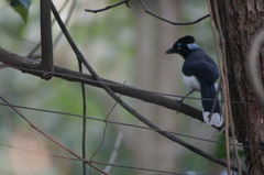 Cyanocorax cyanopogon