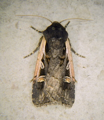 Dichagyris reliqua