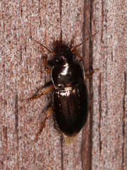 Selenophorus