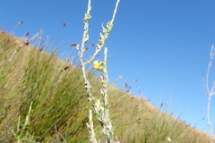 Aspalathus oblongifolia
