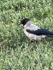 Corvus cornix