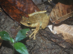 Polypedates discantus