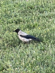 Corvus cornix