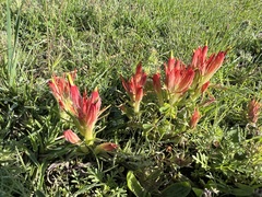 Castilleja moranensis
