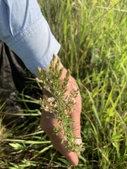 Lespedeza leptostachya