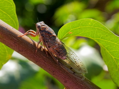 Cicada barbara