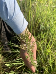 Lespedeza leptostachya
