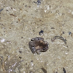 Microhyla superciliaris