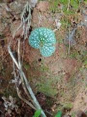 Nervilieae