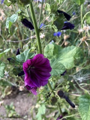 Malva sylvestris mauritiana