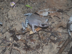 Leptobrachium hendricksoni