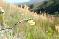 Aspalathus oblongifolia