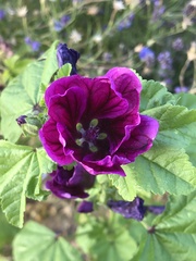 Malva sylvestris mauritiana